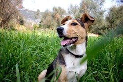 Happy dog in a field of green grass