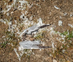 Dead seagull surrounded by feathers having been attacked by another creature or bird.