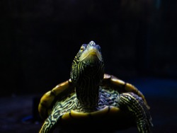 Close up of the face of a turtle through the glass of an aquarium