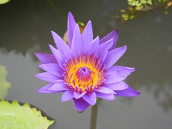 Water drop on colorful purple water lily in thailand