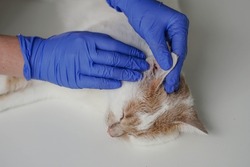 The veterinarian examines the kitten's ear. Ear parasites, otitis, diseases in animals and cats.