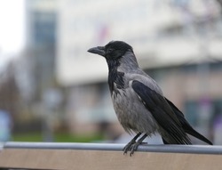An ordinary crow sits on a bench in the city. Bird watching. Crow close-up in a public park on a spring day. The theme of animals.Blurred defocused.