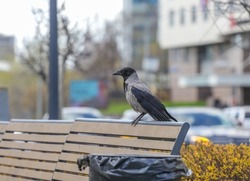 An ordinary crow sits on a bench in the city. Bird watching. Crow close-up in a public park on a spring day. The theme of animals.Blurred defocused.