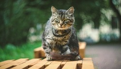 A street fluffy cat is sitting on a bench looking at the camera. Blurred background. A homeless fluffy cat on a bench.