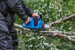 A man in protective overalls saws branches from a fallen tree in a pine forest with a chainsaw. The process of sawing fallen trees after a hurricane.  A man saws a tree with a chainsaw. 