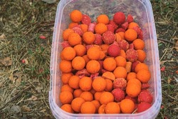 Small, sweet red balls in a plastic container. Round boilies used as bait for carp fishing. Fragrant bait for carp fishing on carp baits. Bait for fishing in the form of balls.