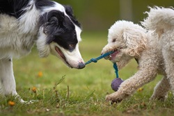 Miniature poodle and border collie sheep dog play tug of war with a ball on a string rag toy. fun close up