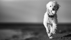 Dramatic black and white panoramic hero image of miniature poodle dog running and playing on the beach. Space for copy / text