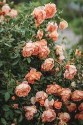 Delicate peach roses in a full bloom in the garden. Close-up photo. Dark green background. Orange floribunda rose in the garden. Garden concept. Rose flower blooming on background blurry roses flower 