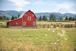 Traditional American farm with a red wooden barn. The beautiful red barn on the background of the Mount Hood. Old red barn in rural, Oregon, USA.