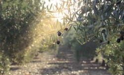 Olive oil trees full of olives. Landscape Harvest ready to made extra virgin olive oil. 