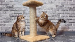 cats sharpening claws on the scratching post on gray wall background