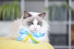 Fluffy white ragdoll blue bicolor breed cat with blue eyes watching and thinking. Decorated with a ribbon in Ukraine flag colours (blue and yellow) in solidarity (to support) pets in war zone.