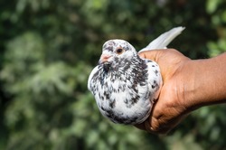 Domestic pigeon in hand with black color spots in the neck close up view