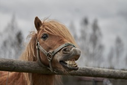 Little horse at small latvian zoo. Horse smile. Horse showing teeth, smiling horse, funny horses, funny animal face. laugh animal