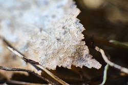 Macro shoot of dryed leaf