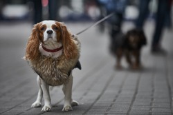 Small dog goes for a walk. cavalier dog