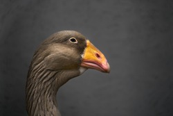 Portrait of a Greylag Goose with waterdrops under the beak. Grey goose - Anser anser