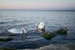 Couple of swans on the lake.