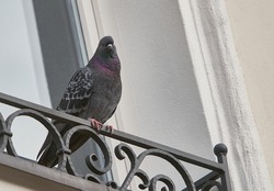 Indian Pigeon sitting on ledge of terrace and posing
