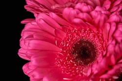 Beautiful blooming pink gerbera daisy flower on black background. Close-up photo.