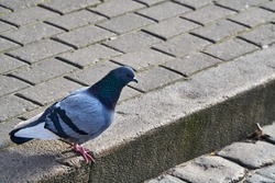 Rock Pigeon in the street looking for the food.Rock Pigeons crowd streets and public squares, living on discarded food and offerings of birdseed.