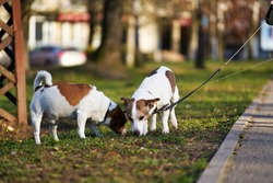 Two Jack Russell terriers walking along the grass.