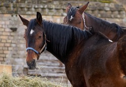 Black and brown horses eating hay.