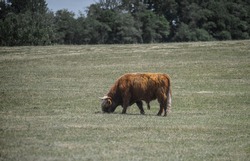 Cow in a green field