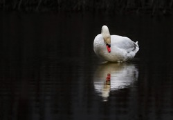 profile of white swan on blue misty lake