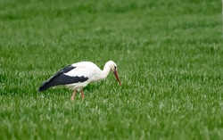 Adult European White Stork Standing In Green Summer Grass. Wild Field Bird In Sunset Time