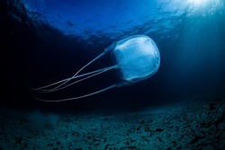 Box Jellyfish, Kelp Forest, Cape Town, South Africa