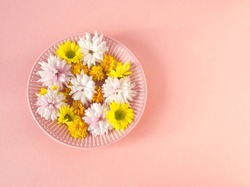 Colorful chrysanthemum flowers on pink plate on pink background. Trendy minimalist floral concept. Pink aesthetic. Autumn daisy flowers. Layout, template or card, copy space for text. Floral design.