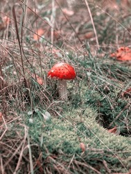 Autumn forest. Red fly agaric or fly amanita mushroom in grass, moss and fall leaves background. Poisonous mushroom. German forest landscape. Macro selective focus of amanita muscaria. Green toning