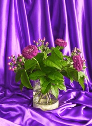 Celebration bouquet. Pink dahlia, green leaves and red berries bunch in glass vase on draped purple silk background. Draped elegant smooth violet fabric. Autumn pink daisy flowers. Festive home decor.