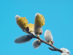 Spring background. Willow bud on blue sky background. Macro of willow branch with yellow catkins flower. Easter plant background. Fluffy buds. Minimalist floral concept. Willow tree.
