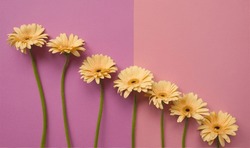 Layout of soft orange gerbera flower on pink background in a row. Minimalist floral concept. Bunch of beige daisy flowers. Valentines day romantic background. Pins aesthetic. Layout, card, copy space.