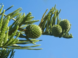 Macro of Norfolk pine and pine cones on blue sky background. Minimalist exotic and tropical nature. Evergreen plant on blue sky. Conifer cones layout. Green needles texture. Conifer forest.
