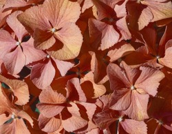 Red-orange petals of hydrangea flower. Vibrant red hortesia natural background. Orange petals texture. Violet aesthetic. Celebration concept. Petals pattern. Vintage colors. Textured surface.