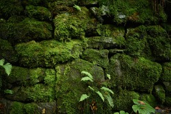 Moss-grown ancient stonewall. Horizontal close-up shot
