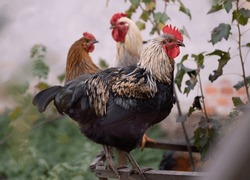 beautiful chickens and roosters outdoors in the yard