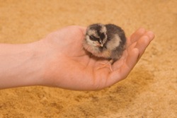 Small bird chick little cute chicken close-up in hand on background sawdust.