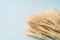 Dry ears of wheat on a blue background.