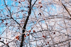 Small red frozen apples covered with rime against the blue sky . High quality photo