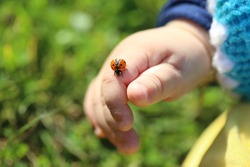 A little boy in the hands of the ladybug. Ladybug crawling on the child's hand