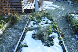 Frosty vegetable garden or allotment garden bed with snow covered plants and herbs. Backyard garden bed winter first snow