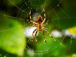 Spider on spider web after rain