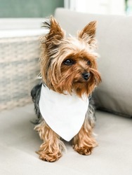 Small Yorkie Terrier with white bandanna. Perfect for any mock up, relating to pets.
