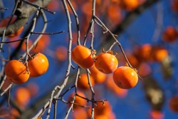 Persimmon Matures on the tree. Ripe persimmon fruits hang on a tree against the sky. Persimmon is a delicious and healthy fruit.