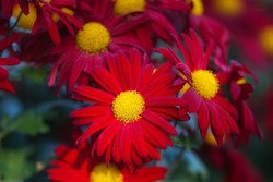 Background of red chrysanthemums. Beautiful bright chrysanthemums bloom in autumn in the garden.
